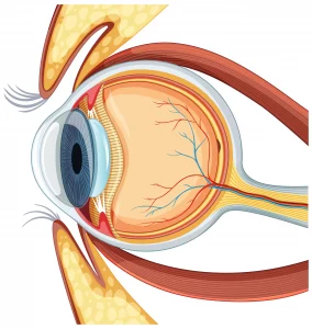 Retina Doctor in Kolkata for eye care